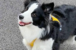 边牧的特征和适应环境（了解边牧品种，选择最适合的宠物犬）