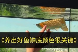 龙鱼混养的理想配鱼选择（为龙鱼饲养者提供最佳混养建议）