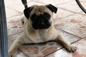 为什么八哥犬会经常吐舌头？（探究八哥犬吐舌头的原因及影响）