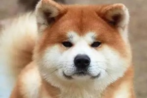 柴犬和秋田犬（揭秘柴犬和秋田犬的神奇差异，它们相似却又不同）