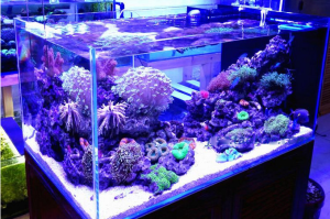 海水鱼缸生物多样性的建立（混养建议）