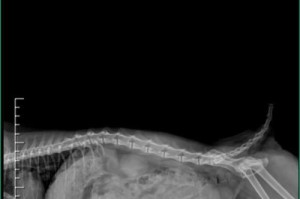猫咪怀孕出血多久生产？（了解猫咪怀孕出血时间，为您的毛孩提供最佳护理！）