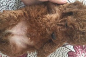 泰迪犬母犬的生理周期（探讨泰迪犬母犬例假周期的特点及影响）