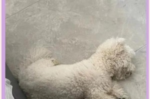 比熊犬常见疾病解析（易患病症及预防关键）