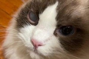 猫眼为什么会充血？（探寻猫眼充血的原因和解决方法）