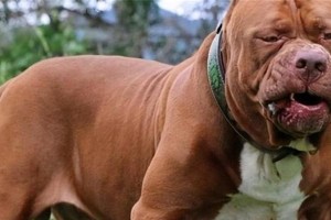 世界上十大强悍猛犬解析（了解这些犬种的独特特点及适宜的饲养环境）