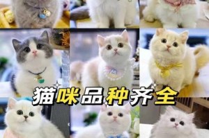 博美犬价格及购买渠道（寻找健康可爱的博美犬，了解价格和购买地点）