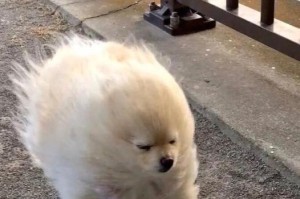 狗狗体味严重？快来了解这4种情况！（发现狗狗体味严重时，应该立刻清洗，了解这4个情况是关键。）
