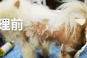 剃毛后狗狗的护理注意事项（如何确保剃毛后宠物狗的舒适和健康）