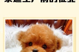 以泰迪生第一只需要多久？（探寻泰迪犬繁殖周期及时间要求）