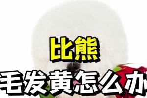探究比熊毛发黄的原因及处理方法（了解为什么比熊的毛发会变黄以及如何有效处理）