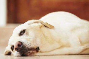 狗狗怀孕期间应该吃什么？（宠物狗狗怀孕期间的营养需求及饮食建议）