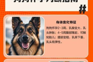 狗狗假怀孕（揭秘狗狗假怀孕的症状和持续时间）