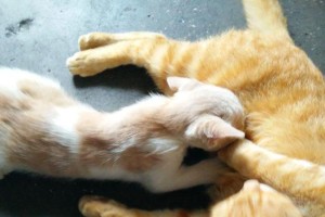 猫猫为什么喜欢踩奶？（揭秘猫咪踩奶行为的原因与意义）