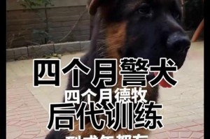 以德牧基本动作包括哪些？（探索德牧基本动作的全面指南）