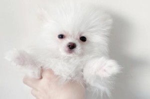 选择合适的狗狗三针疫苗品牌，确保宠物健康（通过研究不同品牌的疫苗，找到最适合你的宠物的选择）