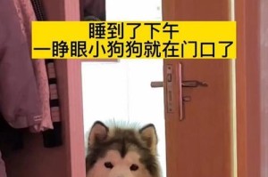 小狗的眼睛（探索小狗成长的奇妙旅程）
