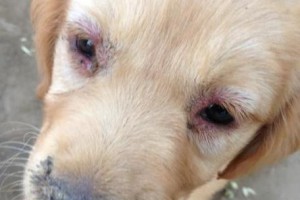 揭秘犬瘟热神经症状的真相（探寻犬瘟热带来的神经损害，保护宠物健康）