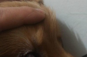 倒睫之谜（从迷人的外貌到遗传的变异，长睫狗引发了人们的好奇心）
