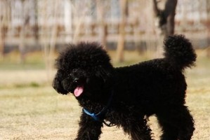探究标准贵宾犬的价格与市场需求（一只标准贵宾犬的价格有多高？标准贵宾犬的市场价值如何？）