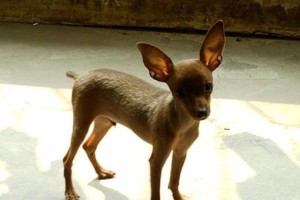 揭秘“小鹿犬”受欢迎的原因（网友大赞养了就不想换的萌宠，你需要了解的是……）