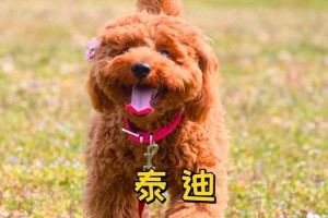 狗生完多久才会恢复正常？（探究狗产后的恢复时间和注意事项）