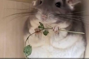 龙猫的寿命（龙猫的长寿秘诀与寿命预期）