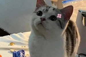 猫咪无法晒到太阳怎么办？探讨使用紫外线灯代替的解决方案（让猫咪获得所需光照，提升健康与幸福感）