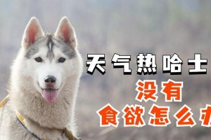 如何判断哈士奇是否吃饱？（每天几顿饭是适合哈士奇的？）