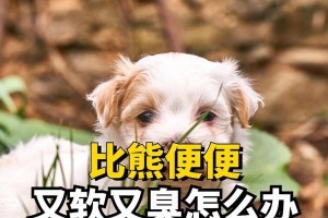 比熊大便异常臭的原因解析（探究比熊大便气味异臭的根源及可能的解决方法）