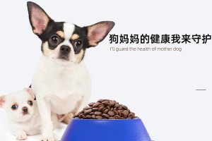 怀孕母狗的营养需求（为了母狗和幼崽的健康，别忽视这些重要的营养需求）