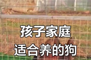 适合有小孩的家庭养狗选择（守护孩子成长的理想伴侣）