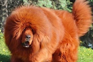 探秘巅峰王者——最强藏獒之玛瑙（深入了解玛瑙藏獒的传奇背后的力量及品质）