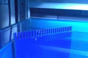 海水缸停电多久挂了？如何应对？（保护海洋生物，避免海水缸停电导致的灾难）