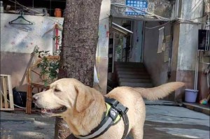 合理喂养拉布拉多（解密拉布拉多的饮食需求，告别乱投食困扰）
