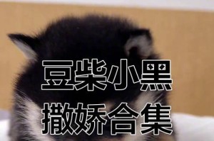 黑色柴犬的价格及魅力（探索黑色柴犬市场价值，你更偏爱哪种颜色？）