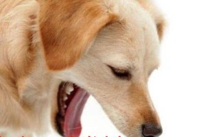 狗狗食欲不振怎么办？（解决狗狗吐食问题的有效方法）