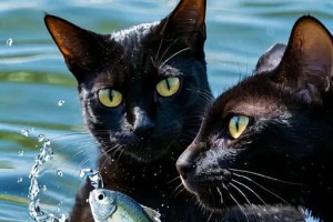 猫咪为什么需要吃鱼？（探究猫咪对鱼类的需求及适度饮食）