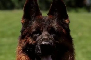 探索CSV犬舍的神奇世界（了解CSV犬舍的特点与优势）