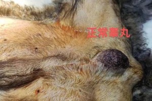 以犬隐睾手术后多久恢复？（了解手术后犬隐睾恢复时间的关键因素）