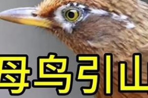 画眉窝鸟的叫声之谜（探寻画眉窝鸟叫声形成的时间间隔与原因）