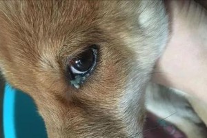 狗狗犬瘟晚期症状（详解犬瘟晚期的主要症状与治疗方法）