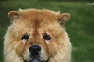 松狮犬的品系和标准（了解不同品系的松狮犬及其标准）