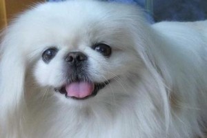 以巴京犬（探索以巴京犬的历史、特点和适应环境能力）
