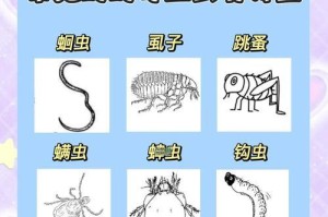 探究猫的寄生虫及其危害（了解猫的寄生虫种类和预防方法）
