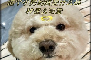 贵宾与比熊的绝美结合（以贵宾跟比熊配出来是什么样）