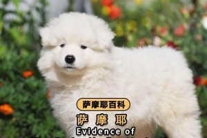 萨摩耶犬的价格和饲养注意事项（一只萨摩耶犬的价格、适合饲养的环境和注意事项）