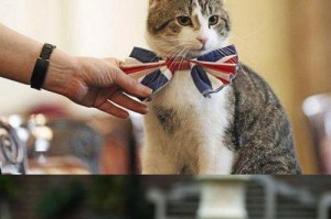 揭秘猫咪捕鼠能力之最强品种（探索各类猫咪的捕鼠技巧与实力对比）