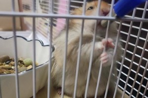 夏季仓鼠长毛熊的铺垫技巧（为您的宠物仓鼠提供清凉的夏季居住环境）