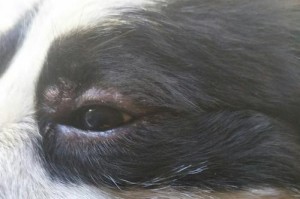 狗下眼皮肉长出来是什么病？（解析狗疾病中的眼部问题及治疗方法）